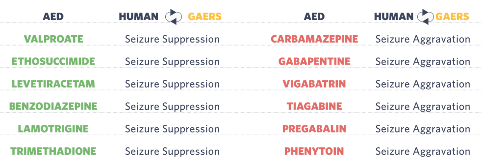 SynapCell-Anti-and-Pro-epileptic-effect-GAERS-Pharmacology-synapcell