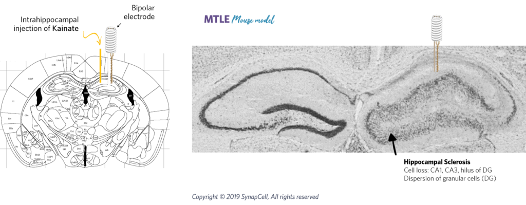 HPD-cell-loss-synapcell-In-vivo-efficacy-Testing-on-CNS-disorders