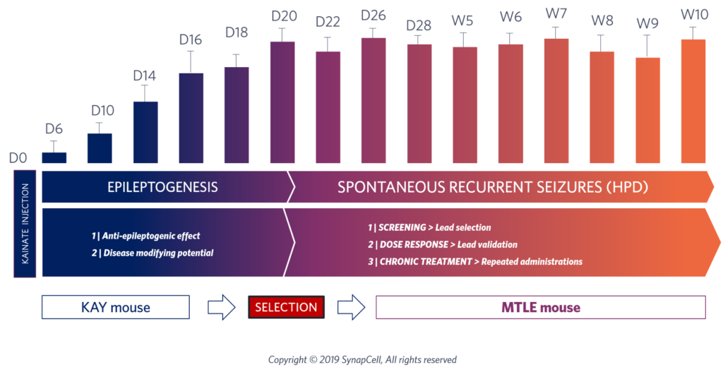 MTLE-HPD-epileptogenesis-synapcell-In-vivo-efficacy-testing-on-CNS-disorders