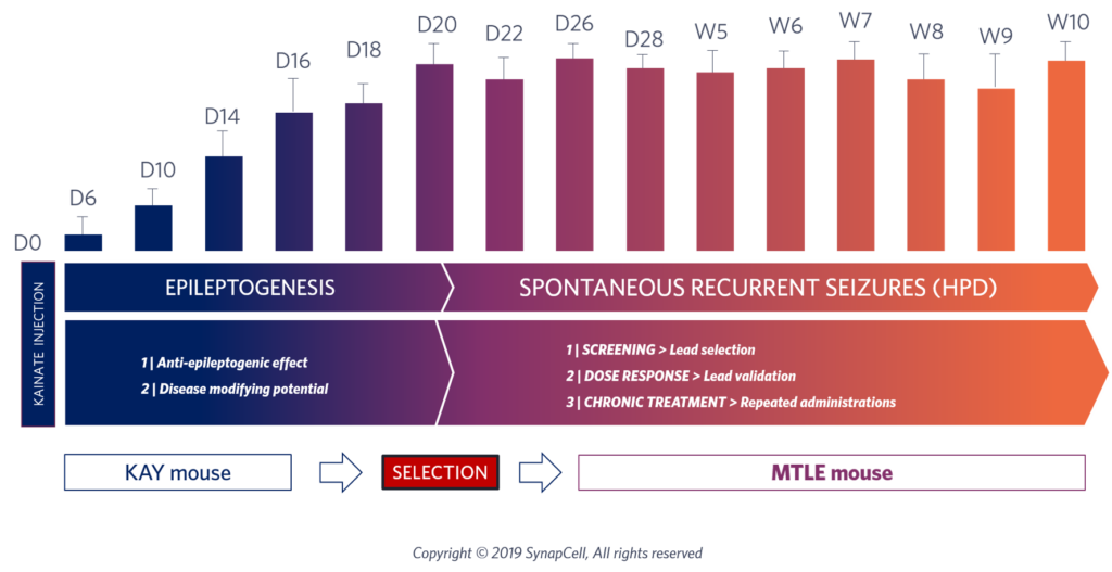 MTLE-HPD-epileptogenesis-synapcell-In-vivo-efficacy-testing-on-CNS-disorders
