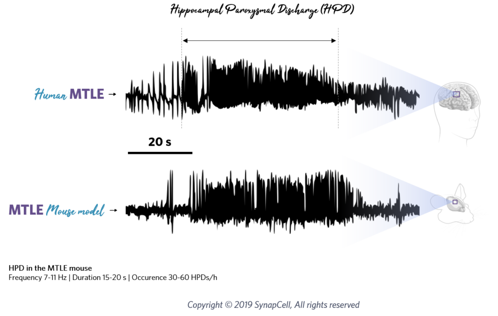 MTLE-HPD-explained-translational-synapcell-In-vivo-efficacy-Testing-on-CNS-disorders