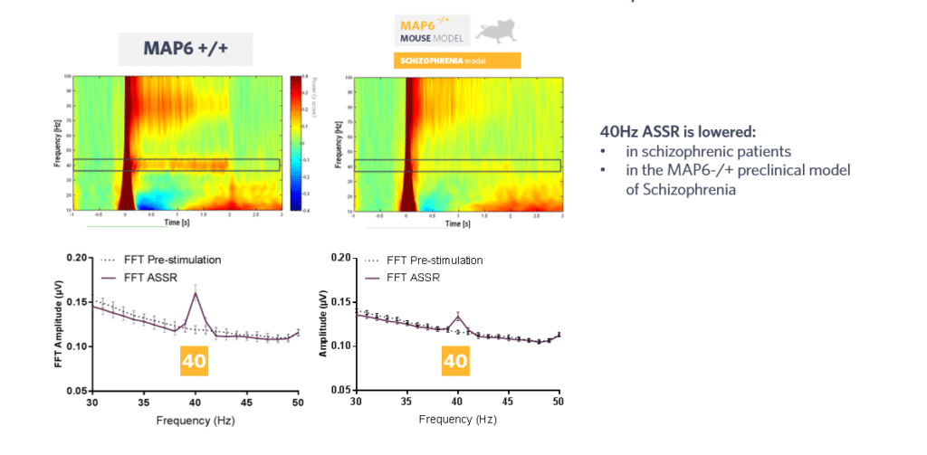 ASSR-MAP6-SynapCell