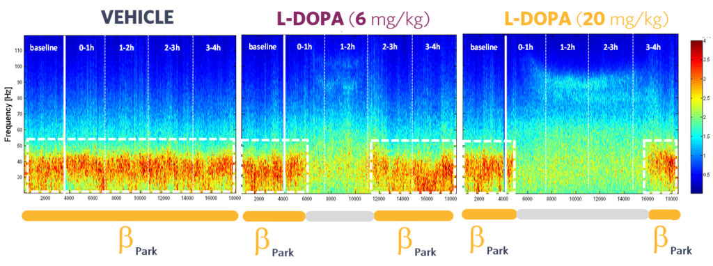 BETAPARK-acute-ldopa-6-and-20-SynapCell