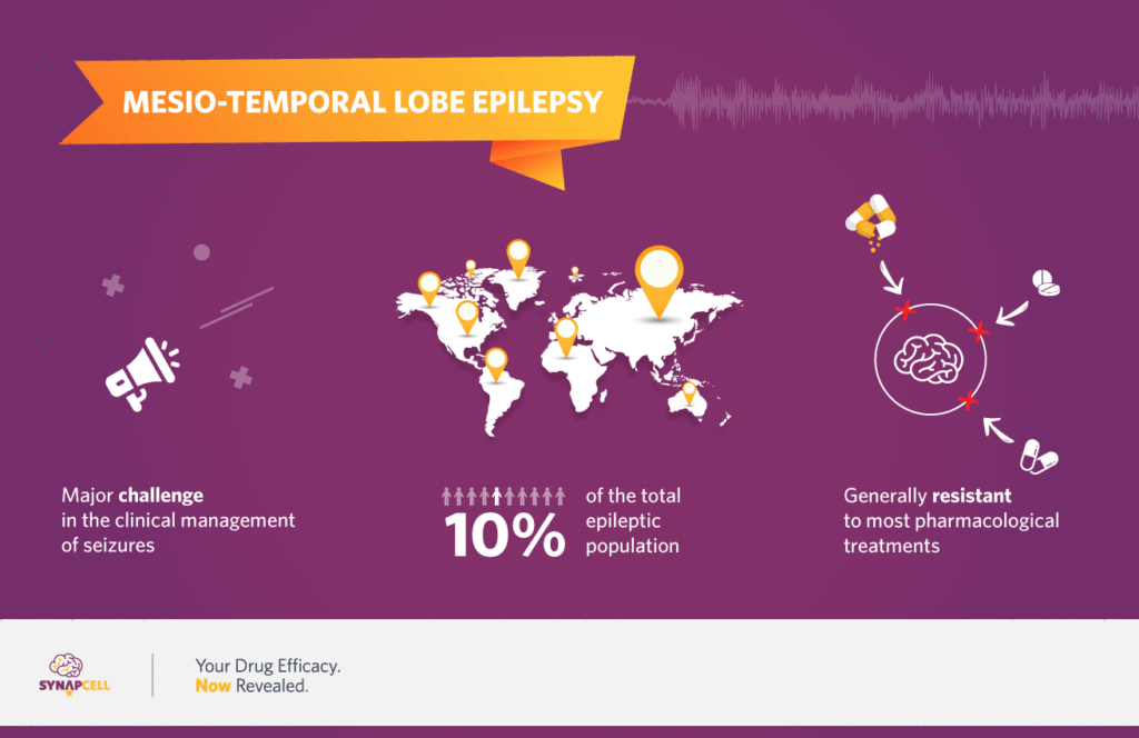 Mesio-temporal lobe Epilepsy-SynapCell