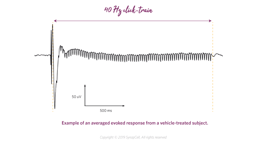 evoked-response-and-train-SynapCell