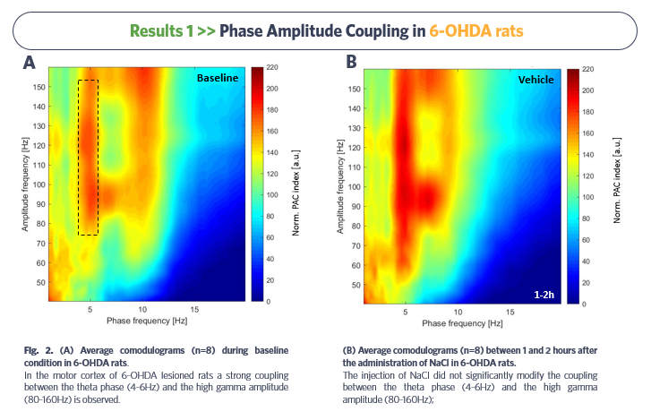 Diagram_SynapCell_Phase-Amplitude-Coupling-in-6-OHDA-rats