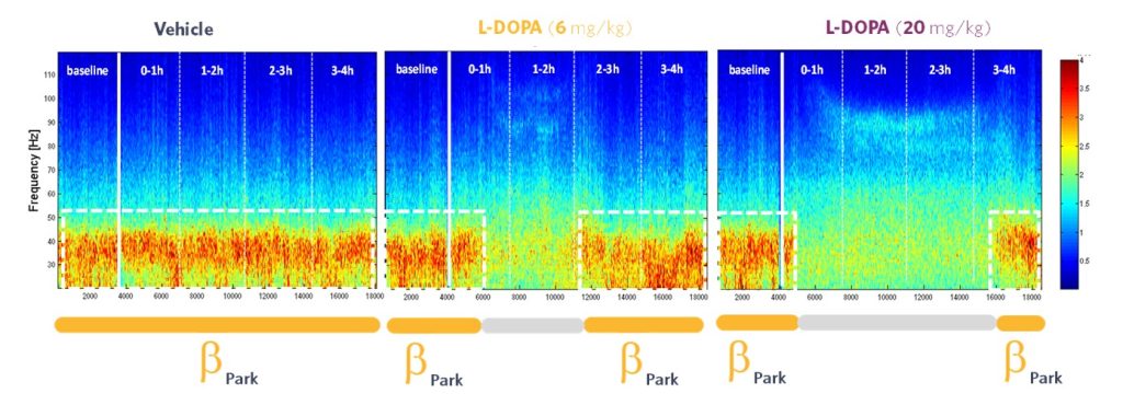 preclinical-CRO-EEG-parkinson