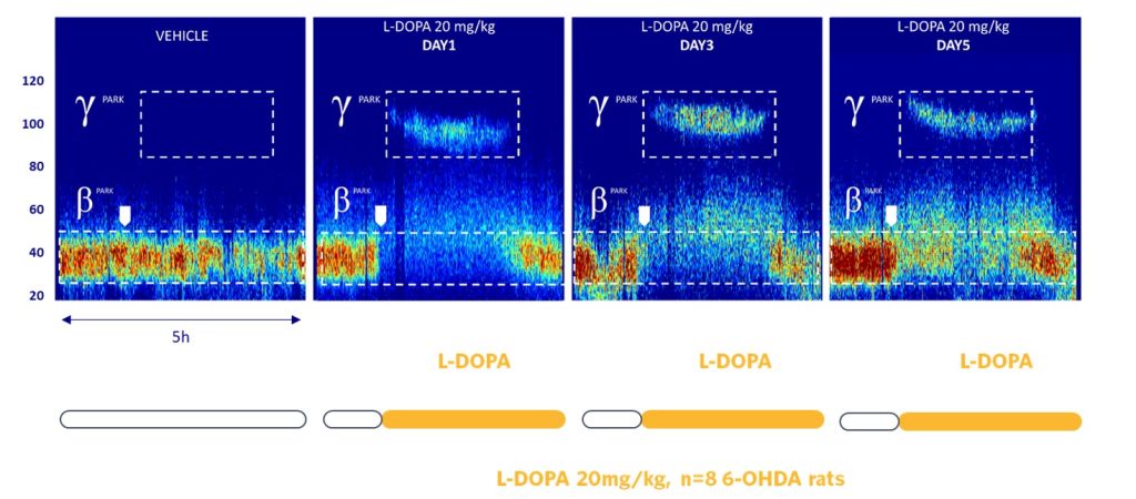 preclinical-CRO-EEG-parkinson