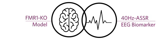 picto_brain_EEG-biomarker_FMR1-KO-40Hs-ASSR